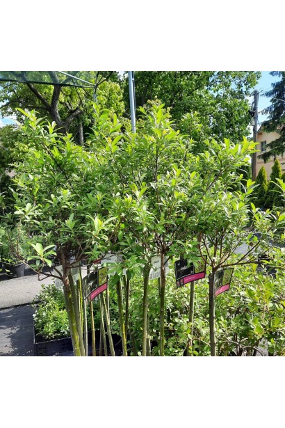 Верба Маунт Асо на штамбі саджанці